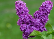 开云体育在线-当76人遇见广东队，塔图姆的火热状态与篮球的平行宇宙