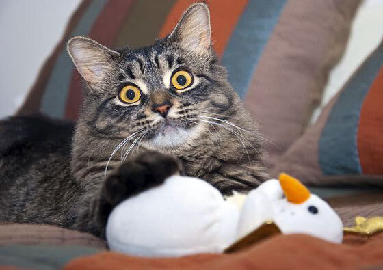 蒂亚戈·封神之战,一己之力改写美葡对决,冠军级表现铸就永恒经典