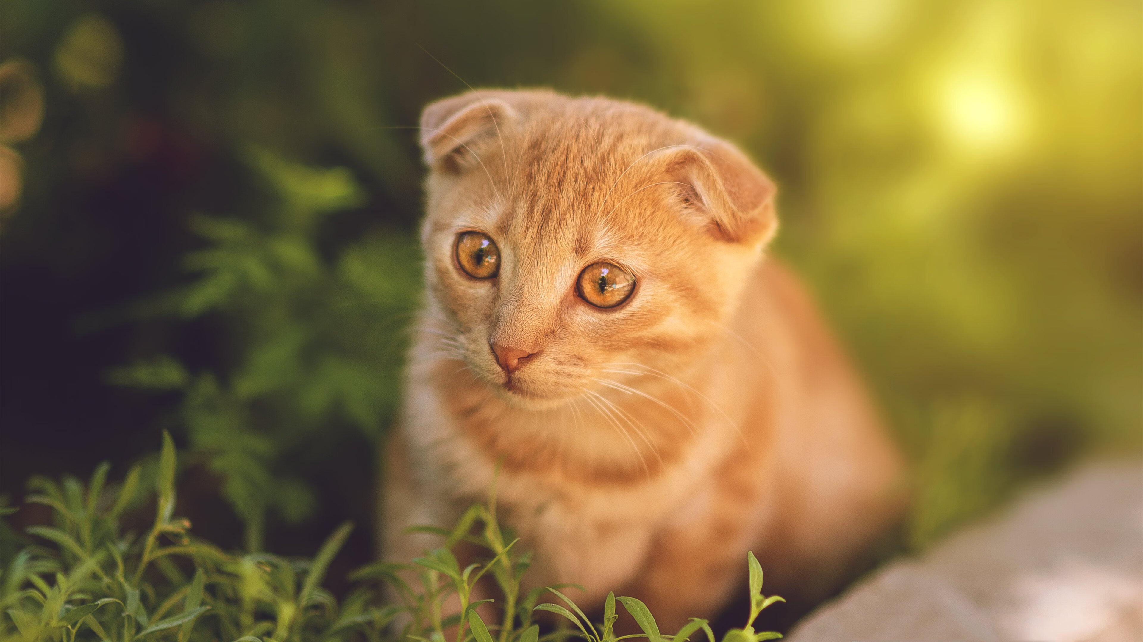 辽宁队制霸猛龙,杜兰特成为关键先生