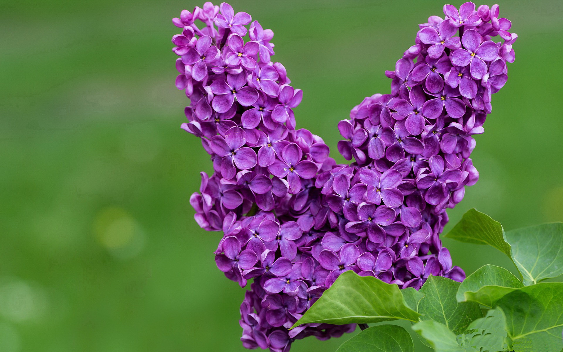 当76人遇见广东队，塔图姆的火热状态与篮球的平行宇宙